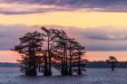Bald cypress trees silhouetted at sunrise in southern swamp, Caddo Lake, Texas. Art Print